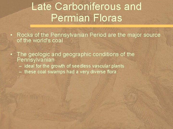 Late Carboniferous and Permian Floras • Rocks of the Pennsylvanian Period are the major