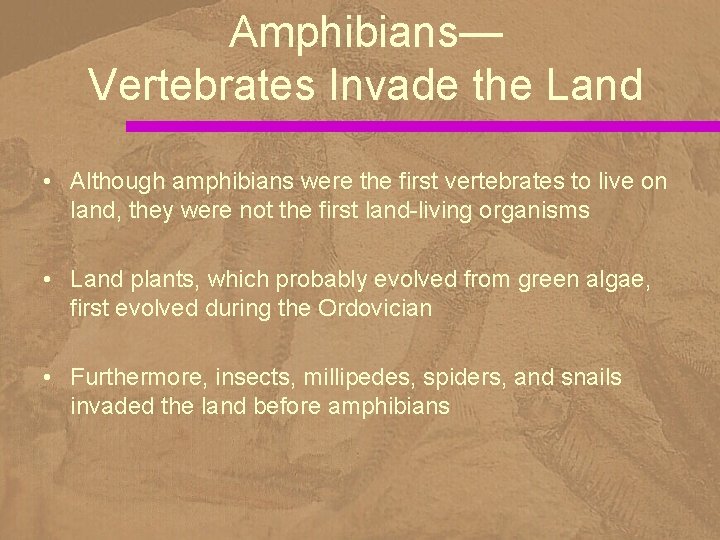 Amphibians— Vertebrates Invade the Land • Although amphibians were the first vertebrates to live