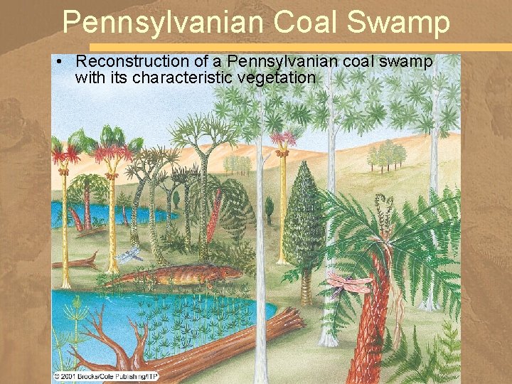 Pennsylvanian Coal Swamp • Reconstruction of a Pennsylvanian coal swamp with its characteristic vegetation