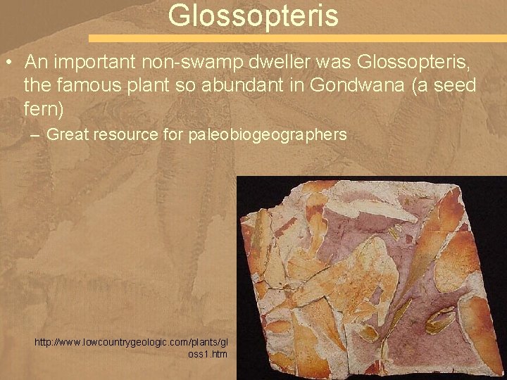 Glossopteris • An important non-swamp dweller was Glossopteris, the famous plant so abundant in