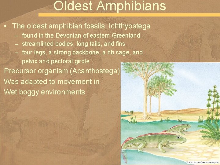 Oldest Amphibians • The oldest amphibian fossils Ichthyostega – found in the Devonian of