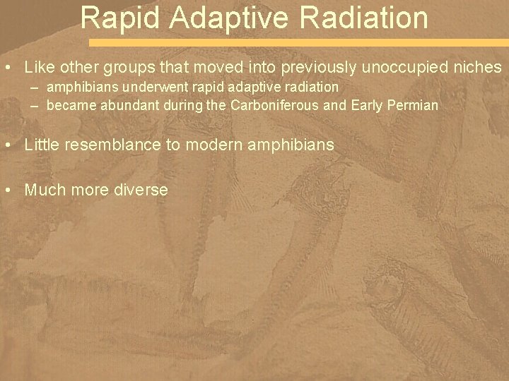 Rapid Adaptive Radiation • Like other groups that moved into previously unoccupied niches –