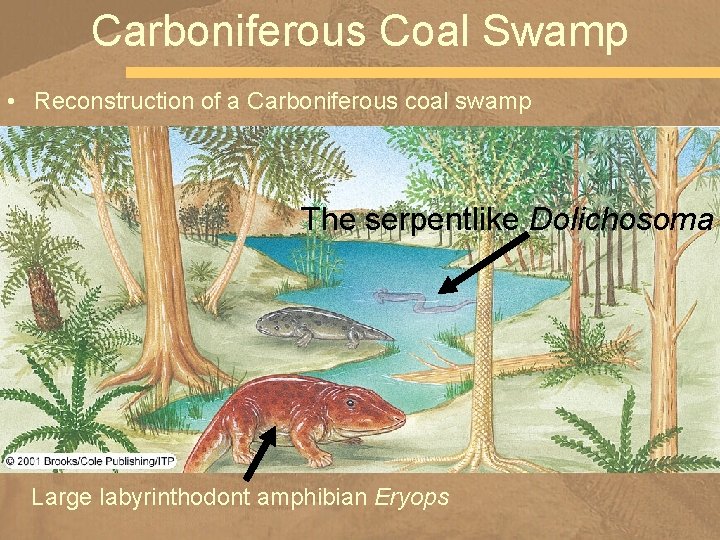 Carboniferous Coal Swamp • Reconstruction of a Carboniferous coal swamp The serpentlike Dolichosoma Large