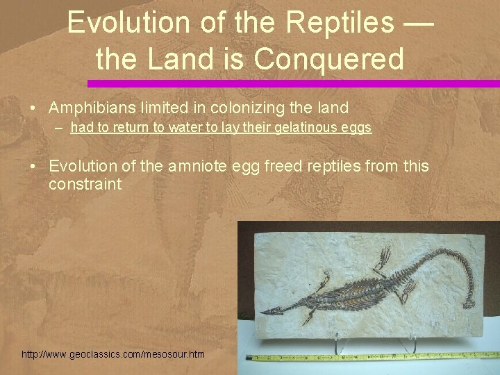 Evolution of the Reptiles — the Land is Conquered • Amphibians limited in colonizing