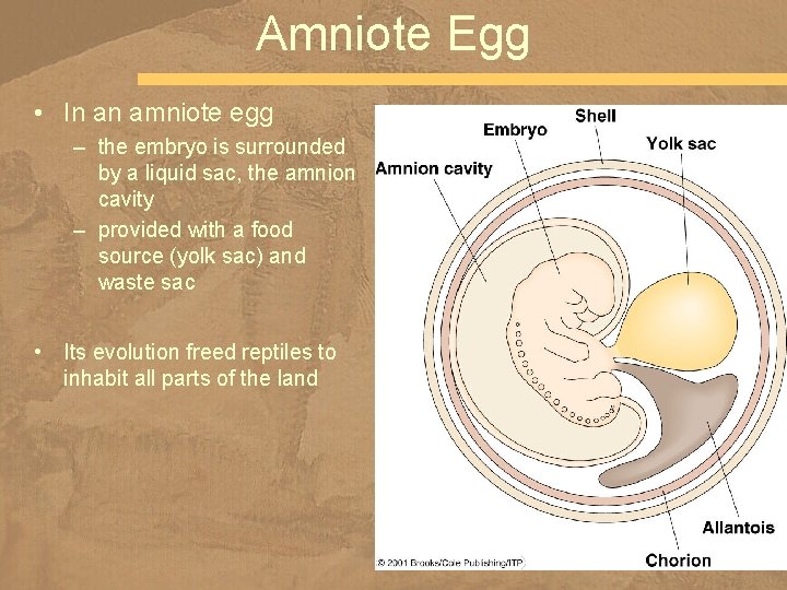 Amniote Egg • In an amniote egg – the embryo is surrounded by a