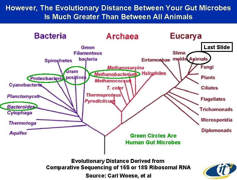 However, The Evolutionary Distance Between Your Gut Microbes Is Much Greater Than Between All