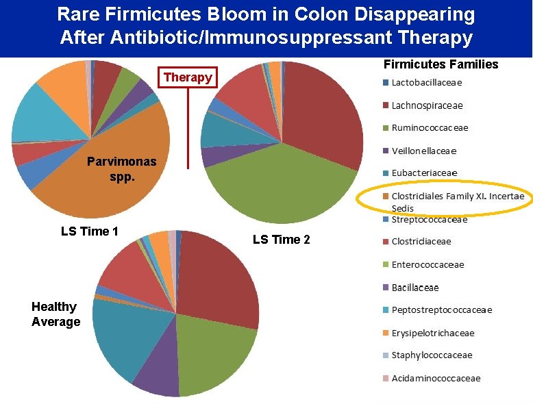 Rare Firmicutes Bloom in Colon Disappearing After Antibiotic/Immunosuppressant Therapy Firmicutes Families Therapy Parvimonas spp.