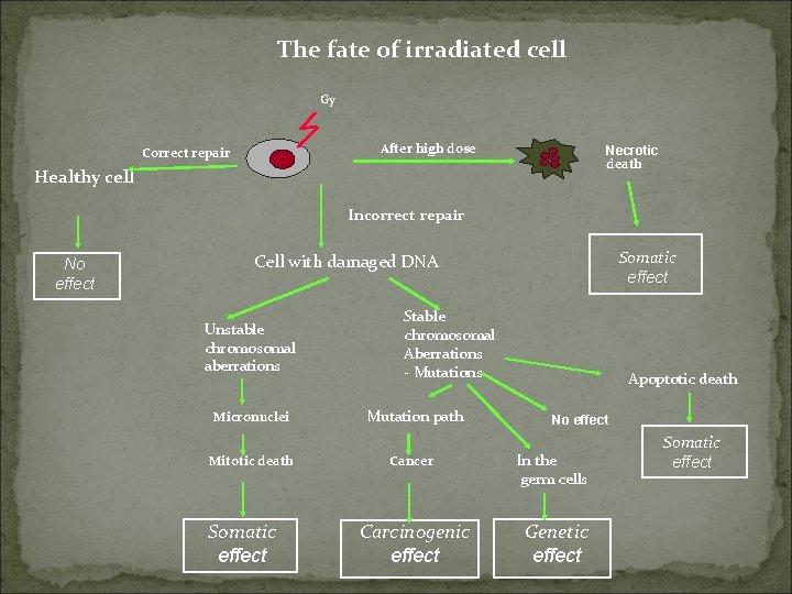 The fate of irradiated cell Gy After high dose Correct repair Necrotic death Healthy