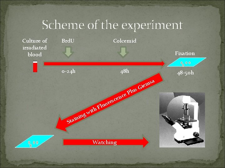 Scheme of the experiment Culture of irradiated blood Brd. U Colcemid Fixation 0 -24