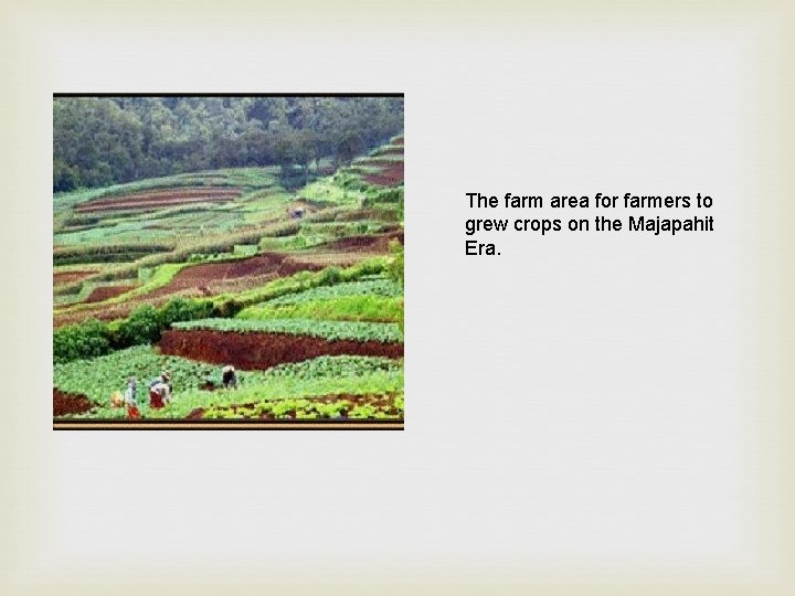 The farm area for farmers to grew crops on the Majapahit Era. 