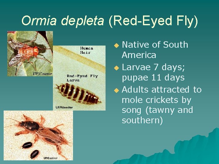 Ormia depleta (Red-Eyed Fly) Native of South America u Larvae 7 days; pupae 11