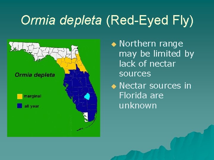 Ormia depleta (Red-Eyed Fly) Northern range may be limited by lack of nectar sources