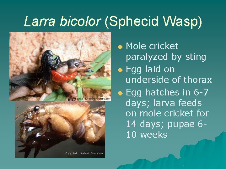Larra bicolor (Sphecid Wasp) Mole cricket paralyzed by sting u Egg laid on underside