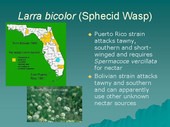 Larra bicolor (Sphecid Wasp) u u Spermacoce vercillata Puerto Rico strain attacks tawny, southern