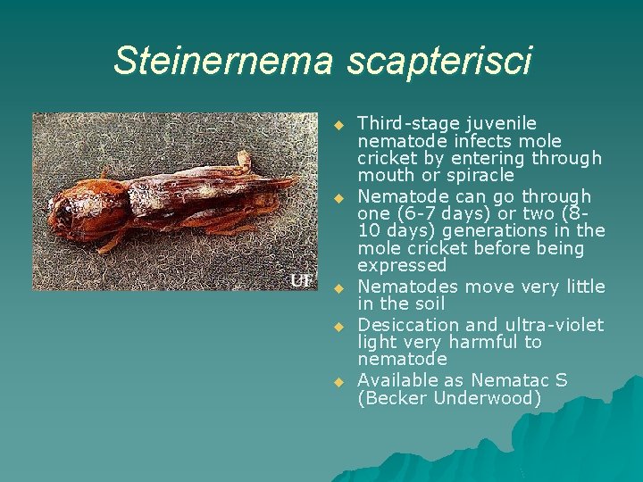 Steinernema scapterisci u u u Third-stage juvenile nematode infects mole cricket by entering through