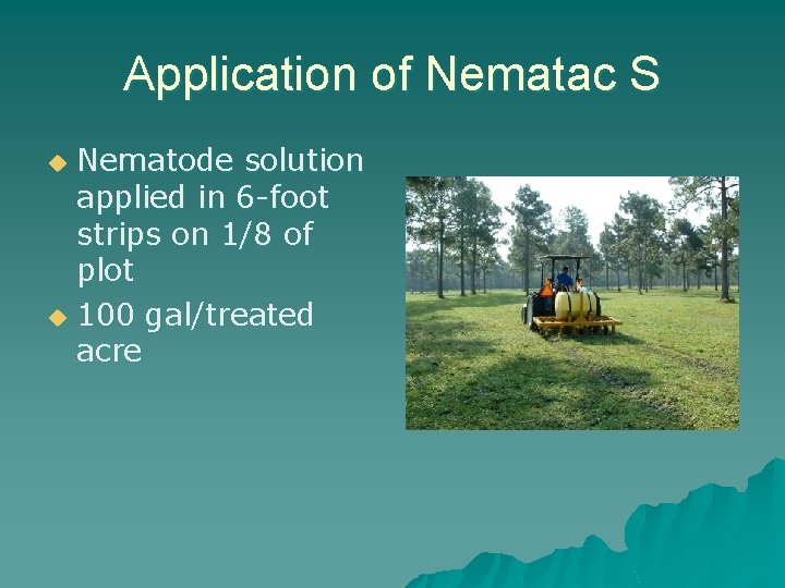 Application of Nematac S Nematode solution applied in 6 -foot strips on 1/8 of