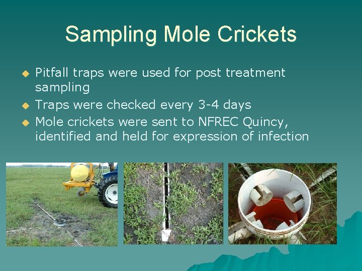 Sampling Mole Crickets u u u Pitfall traps were used for post treatment sampling