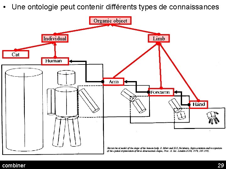  • Une ontologie peut contenir différents types de connaissances Organic object Individual Limb