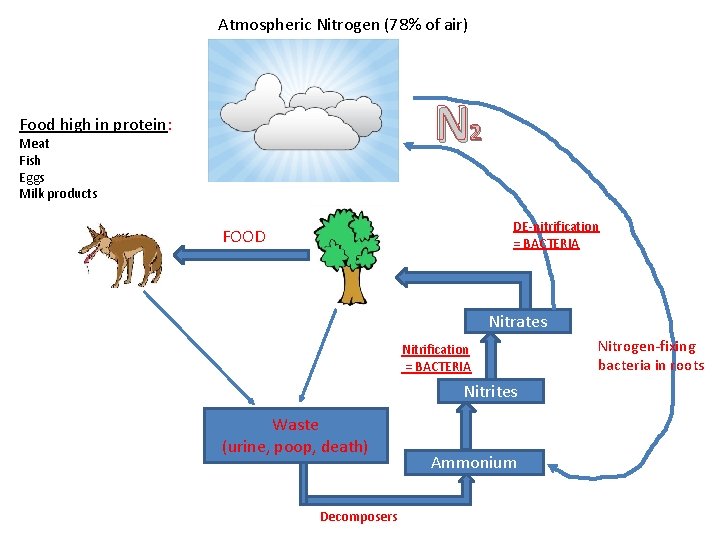 Atmospheric Nitrogen (78% of air) N 2 Food high in protein: Meat Fish Eggs