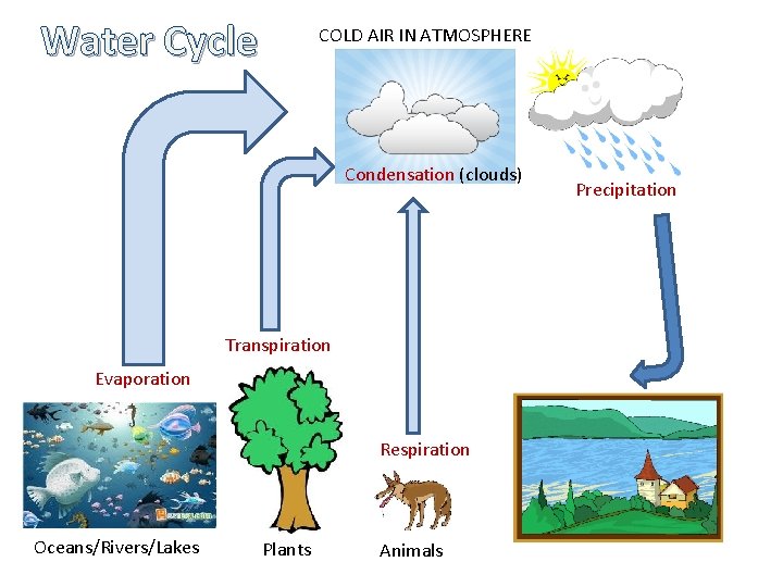 Water Cycle COLD AIR IN ATMOSPHERE Condensation (clouds) Transpiration Evaporation Respiration Oceans/Rivers/Lakes Plants Animals