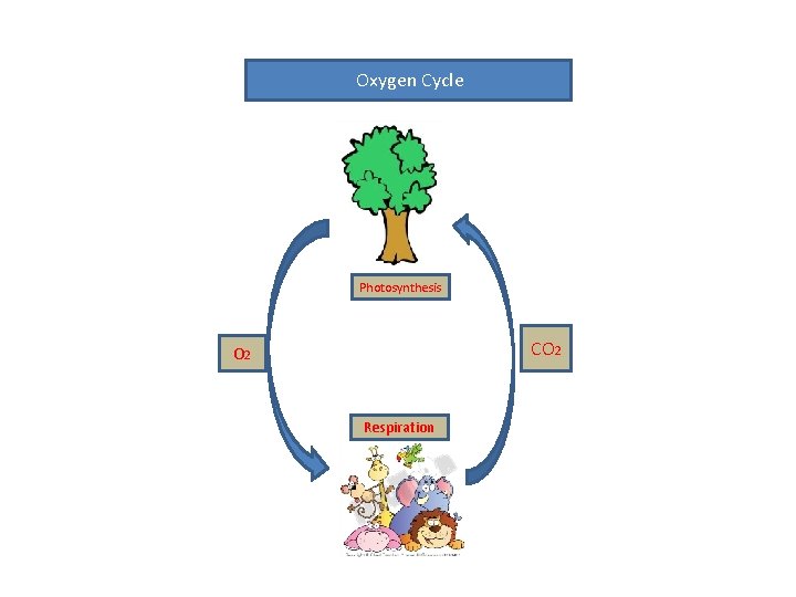  Oxygen Cycle Photosynthesis CO 2 Respiration 