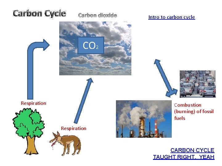 Carbon Cycle Intro to carbon cycle CO 2 Respiration Combustion (burning) of fossil fuels