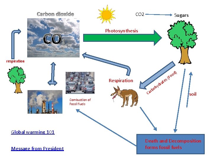 CO 2 Sugars Photosynthesis CO 2 respiration d) o (Fo s Respiration yd h