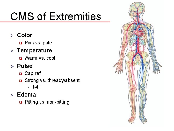 CMS of Extremities Ø Color q Ø Temperature q Ø Pink vs. pale Warm