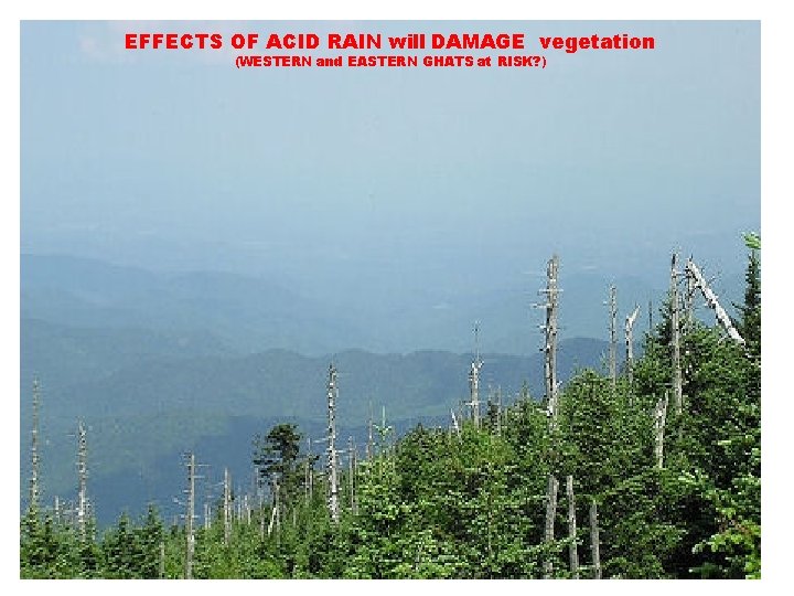 EFFECTS OF ACID RAIN will DAMAGE vegetation (WESTERN and EASTERN GHATS at RISK? )