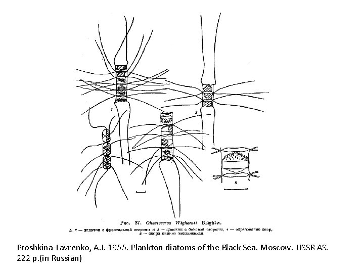 Proshkina-Lavrenko, A. I. 1955. Plankton diatoms of the Black Sea. Moscow. USSR AS. 222
