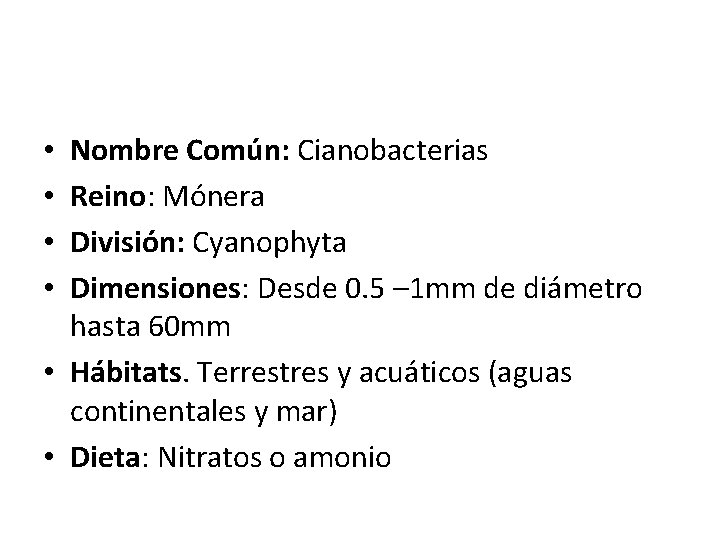 Nombre Común: Cianobacterias Reino: Mónera División: Cyanophyta Dimensiones: Desde 0. 5 – 1 mm