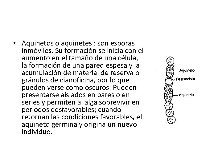  • Aquinetos o aquinetes : son esporas inmóviles. Su formación se inicia con