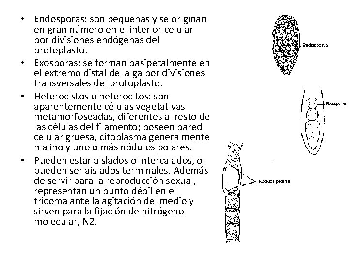  • Endosporas: son pequeñas y se originan en gran número en el interior