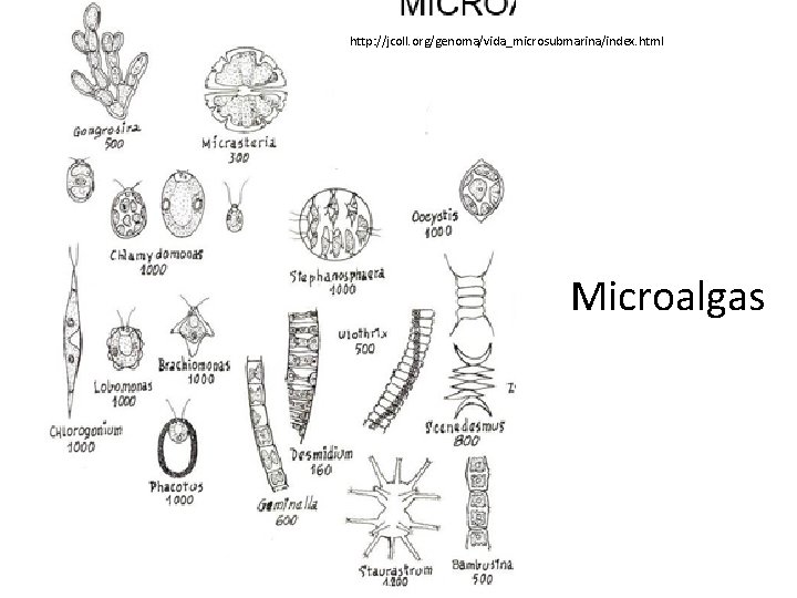 http: //jcoll. org/genoma/vida_microsubmarina/index. html Microalgas 
