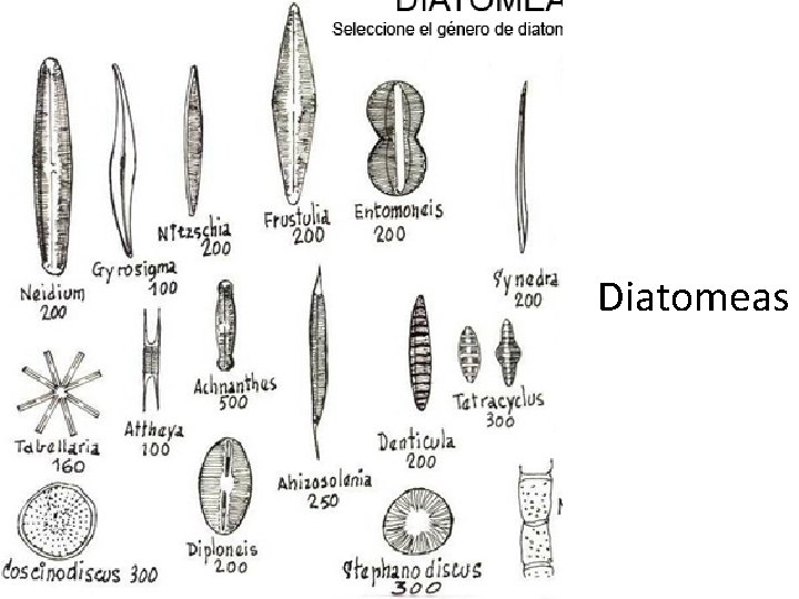 Diatomeas 