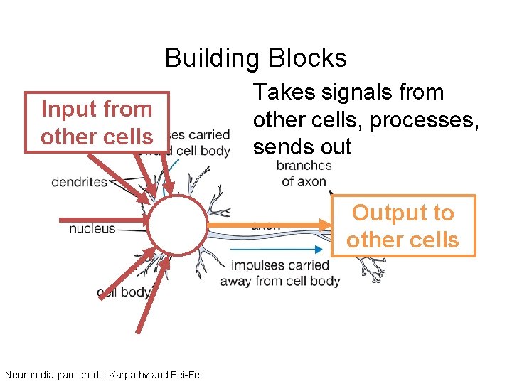 Building Blocks Input from other cells Takes signals from other cells, processes, sends out