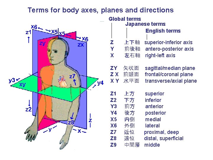 Terms for body axes, planes and directions Global terms Japanese terms English terms Z