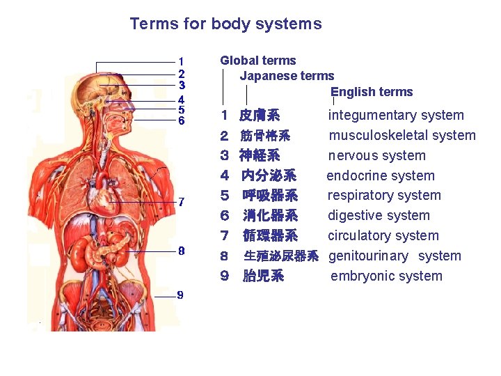 Terms for body systems Global terms Japanese terms English terms １　皮膚系 ２　 筋骨格系 ３　神経系