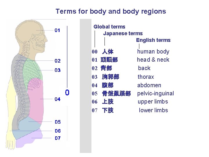 Terms for body and body regions Global terms Japanese terms English terms 00 01