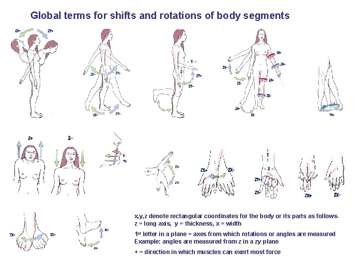 Global terms for shifts and rotations of body segments x, y, z denote rectangular