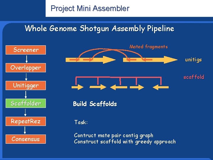 Project Mini Assembler Whole Genome Shotgun Assembly Pipeline Informatics Research Mated fragments Screener unitigs