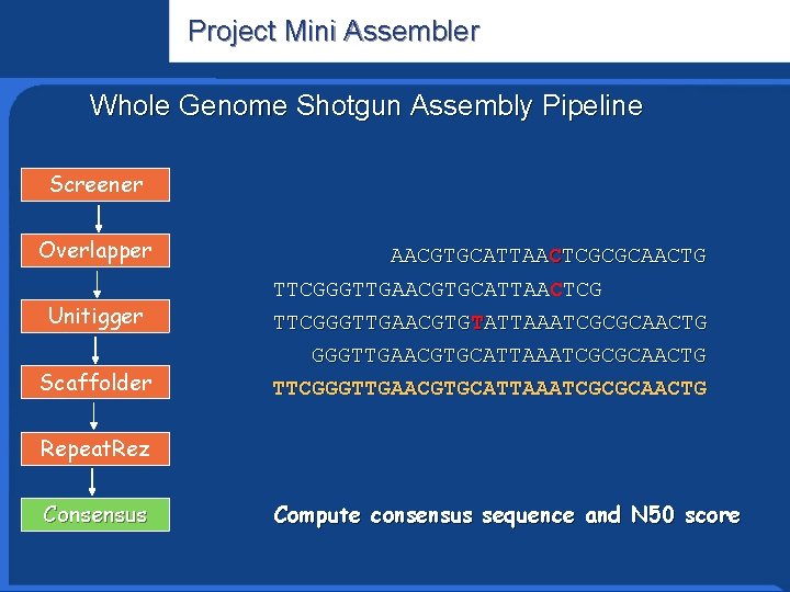 Project Mini Assembler Informatics Research Whole Genome Shotgun Assembly Pipeline Screener Overlapper Unitigger Scaffolder