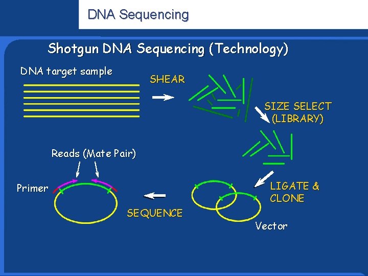 DNA Sequencing Shotgun DNA Sequencing (Technology) DNA target sample Informatics Research SHEAR SIZE SELECT