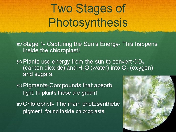 Two Stages of Photosynthesis Stage 1 - Capturing the Sun’s Energy- This happens inside