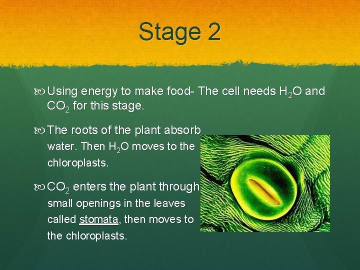 Stage 2 Using energy to make food- The cell needs H 2 O and