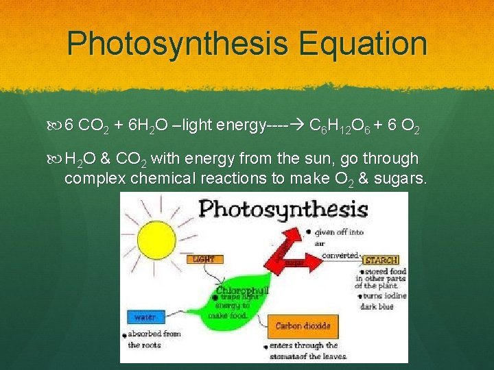 Photosynthesis Equation 6 CO 2 + 6 H 2 O –light energy---- C 6