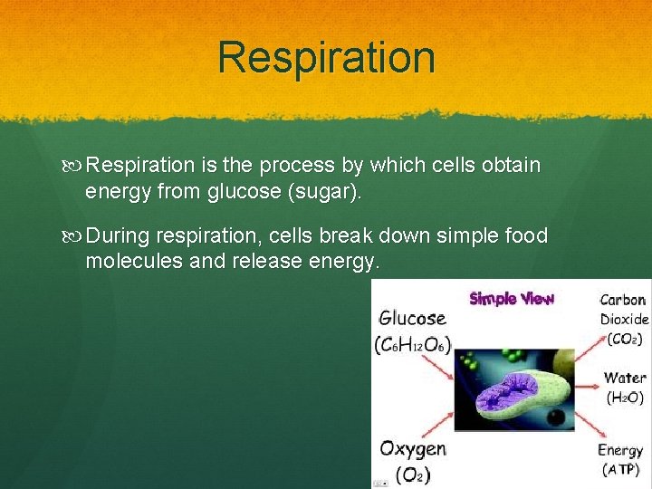 Respiration is the process by which cells obtain energy from glucose (sugar). During respiration,