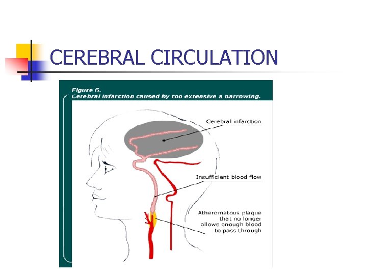 CEREBRAL CIRCULATION 