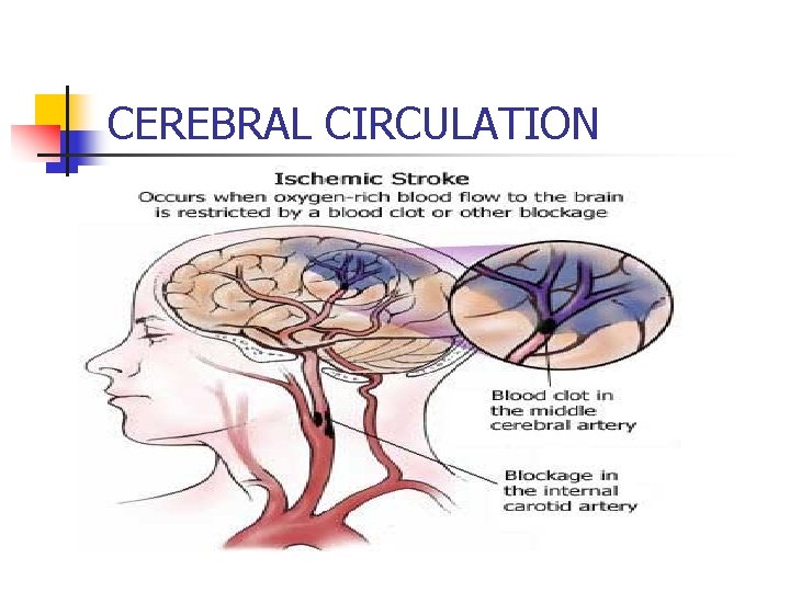 CEREBRAL CIRCULATION 