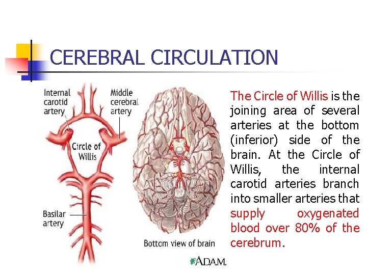 CEREBRAL CIRCULATION The Circle of Willis is the joining area of several arteries at